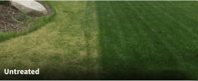 GreenYard Difference - Sample Lawn 1