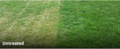 GreenYard Difference - Sample Lawn 3
